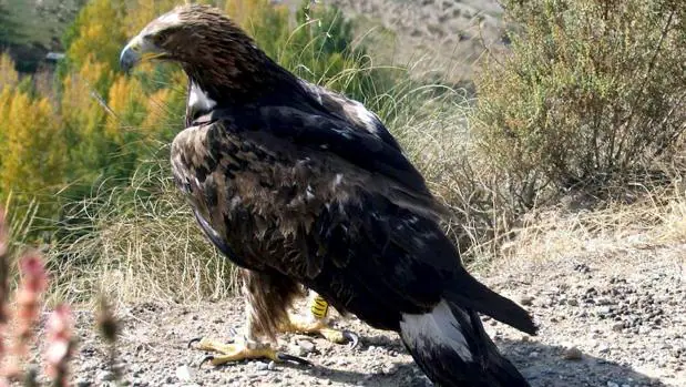 Los veterinarios retiraron nueve perdigones del ala izquierda de la hembra de águila