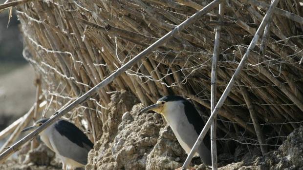 Las marismas de Doñana son el lugar de invernada más importante en Europa de anátidas y aves acuáticas