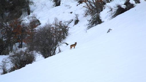 Lobo ibérico