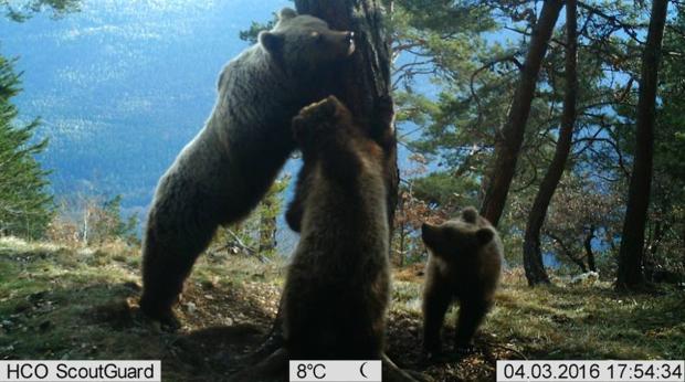 La mayoría de los 31 osos contabilizados en el Pirineo catalán viven en la zona de Arán y en el Parque Natural del Alto Pirineo