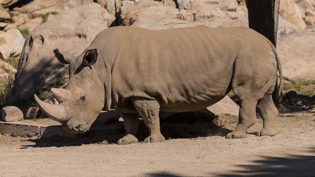 La legalización del comercio interior de cuerno de rinoceronte está pensada como medida de control y para evitar la caza furtiva del animal en Sudáfrica