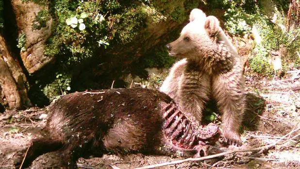 En la zona de subpoblación oriental, la más delicada en cuanto a número de individuos, se ha detectado una continuidad en la recuperación de oso pardo con un nivel reproductivo bueno