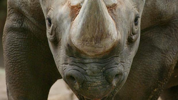 En los años setenta del siglo XX había cerca de 50 rinocerontes negros en el parque de Akagera