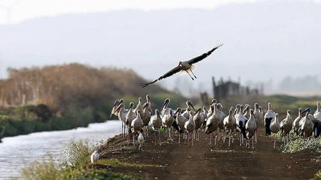 Hoy, 10 de mayo, se celebra el Día Mundial de las Aves Migratorias