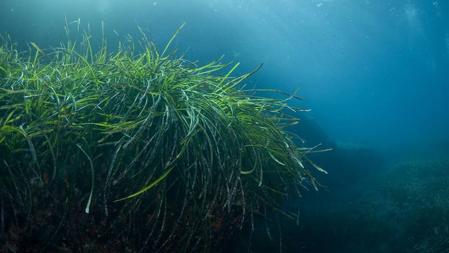 Posidonia oceánica