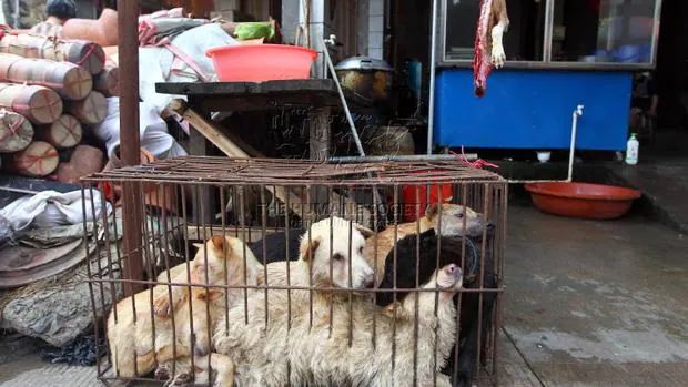 El Festival de la Carne de Perro de Yulin se celebra cada solsticio de verano desde 2010