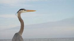 Día Mundial de los Océanos, parte esencial de la biosfera