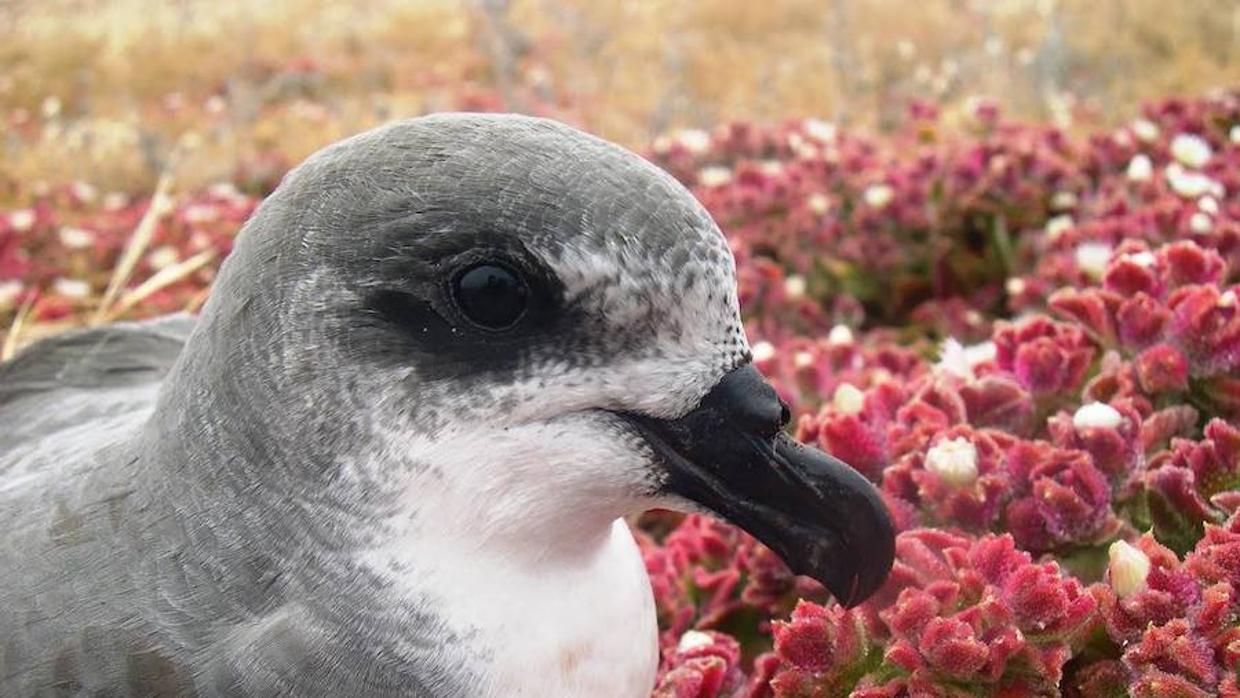 En el caso de aves que afecten negativamente la salud o determinados lugares de producción, las partes afectadas deberán solicitar al ministerio una autorización para su mitigación