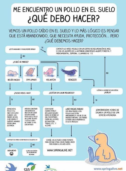 Recomendaciones para cuando se encuentra un polluelo en el suelo