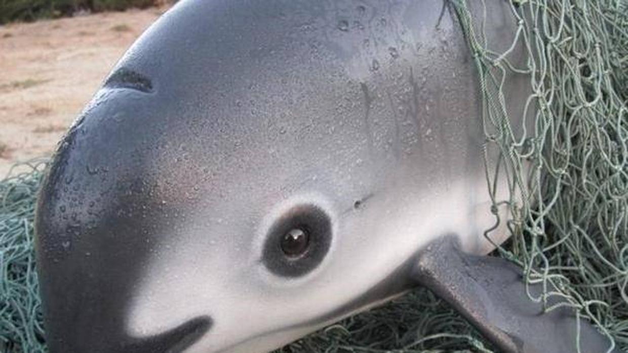 Vaquita