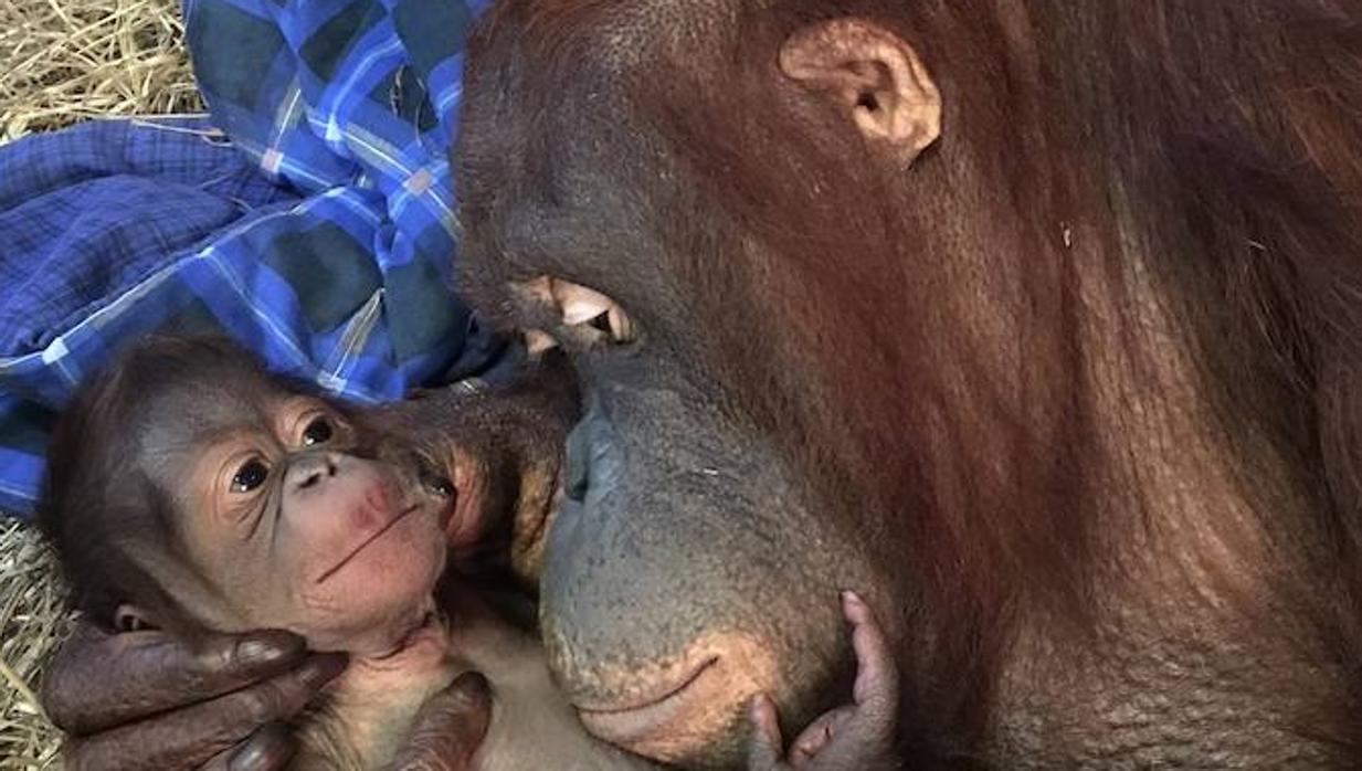 Dos ejemplares de Orangután de Borneo