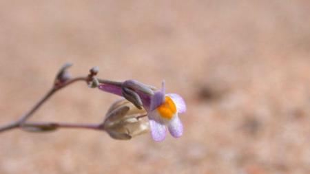 Linaria tursica