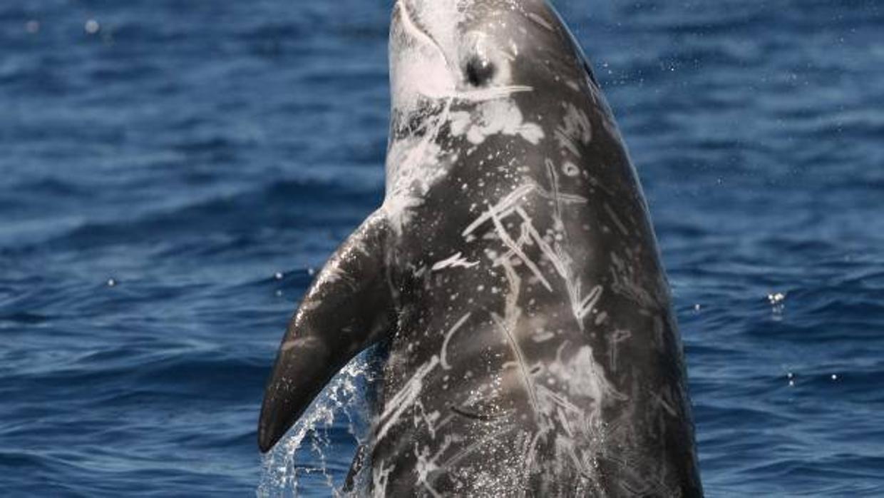 Este cetáceo se encuentra en el Mediterráneo, Atlántico, Estrecho de Gibraltar y en las Islas Canarias