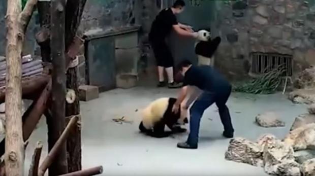 Indignación en China por un vídeo con presuntos maltratos a dos crías de oso panda