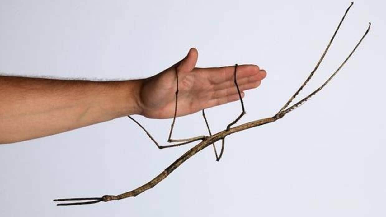 El insecto más grande del mundo, de 64 centímetros de largo, es un ejemplar de de Phryganistria Chinensis