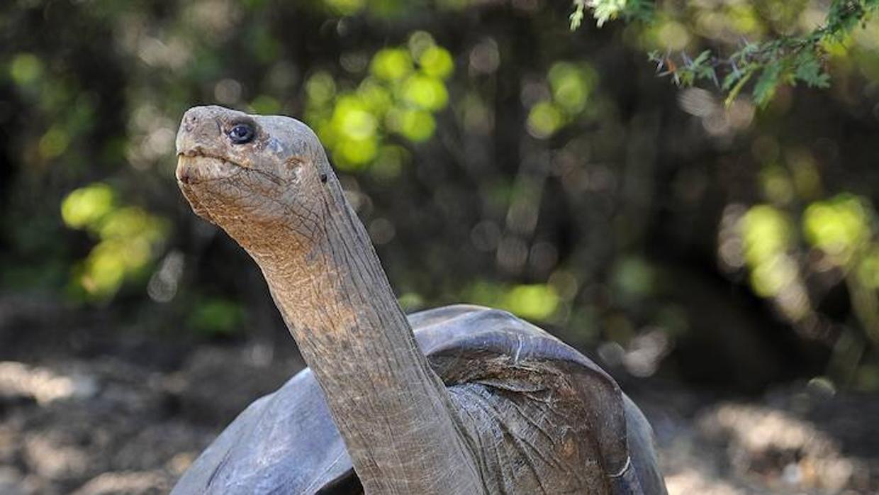 Tortuga gigante de las Islas Galápagos