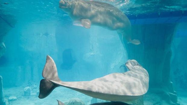 Vídeo: La primera familia de beluga que se puede ver en Europa vive en Valencia