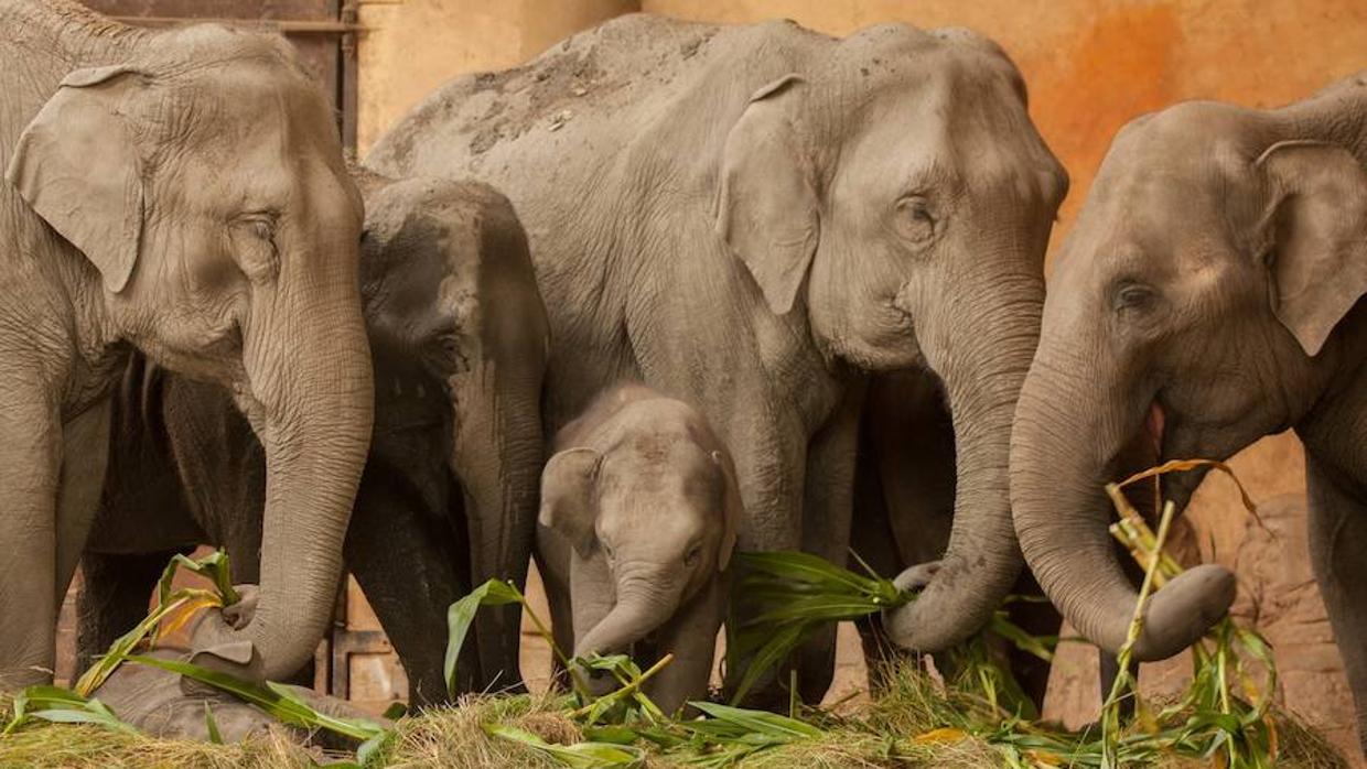 Los elefantes asiáticos no parecen modificar el bosque como los africanos