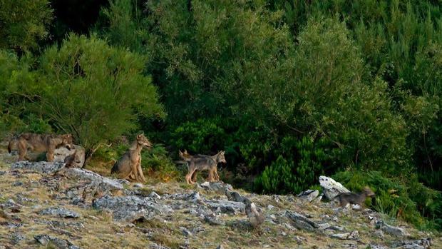 Rumanía permitirá de nuevo los trofeos de caza de osos y lobos