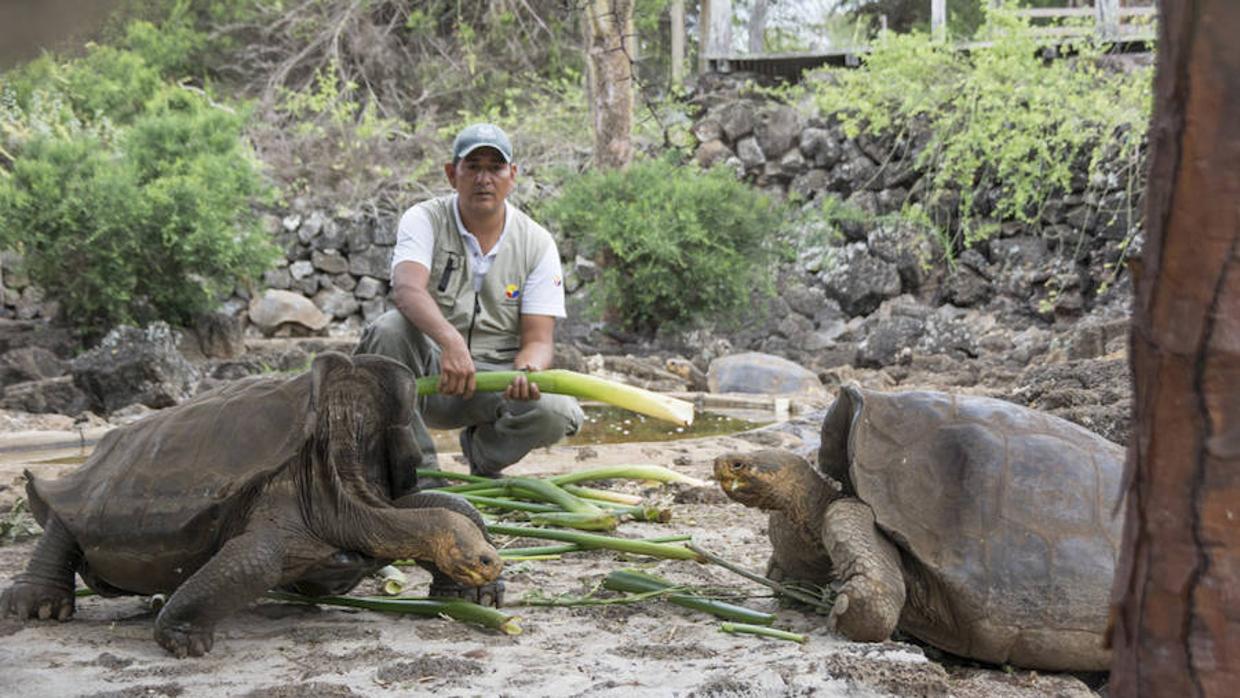 El análisis genético de 150 tortugas procedentes de la isla Isabela identificó 127 individuos con diferentes niveles de ascendencia de la tortuga de Floreana