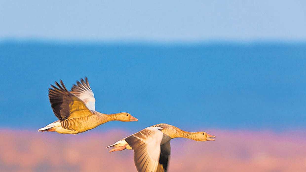 Más de 60.000 aves han cruzado, hasta el mes de agosto, el Pirineo aragonés
