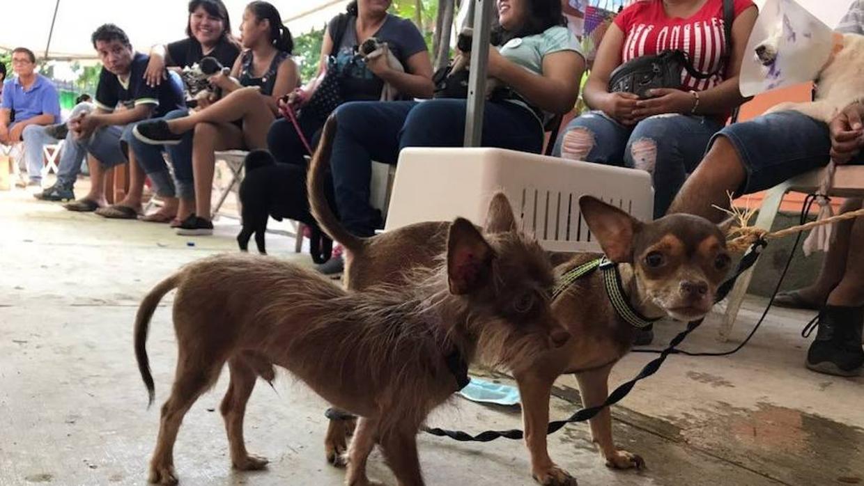 Cientos de personas fueron a Juchitán desde otras partes de México para curar a sus animales ytras el terremoto de gran magnitud que sucedió en Oaxaca hace dos semanas