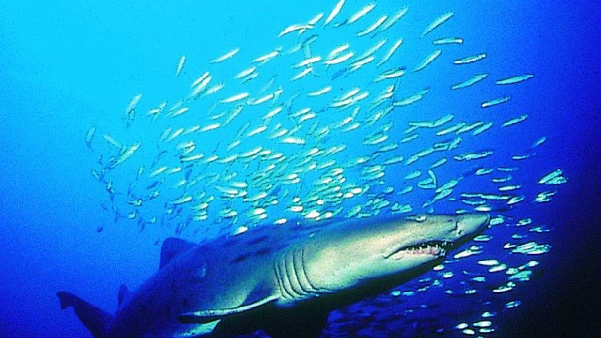 Las Islas Galápagos albergan la mayor biomasa de tiburones del planeta y cuentan con una zona protegida de 40.000 kilómetros cuadrados