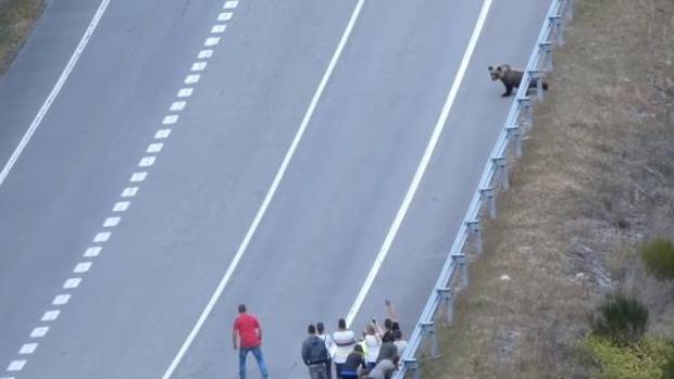 Denuncian el acoso de decenas de turistas a un oso en el Alto Sil leonés