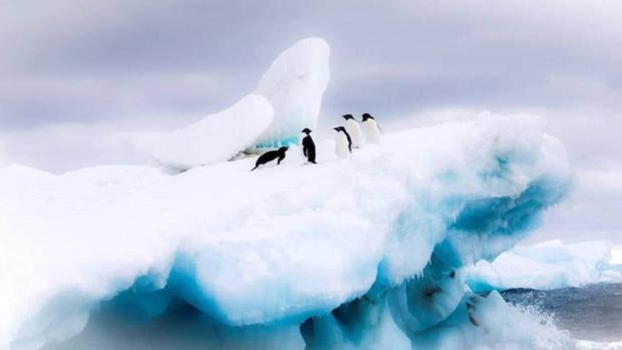 Se estima que 36.000 ejemplares de pingüinos adelaida viven en la Antártida Oriental