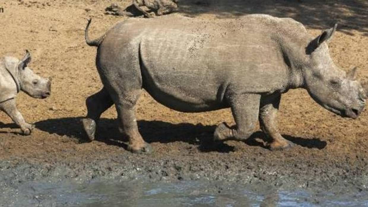 U rinoceronte hiere de gravedad a un furitvo en Namibia