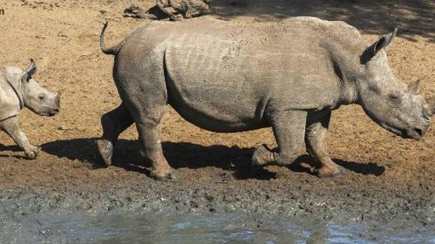 Un rinoceronte hiere de gravedad a un furtivo en Namibia