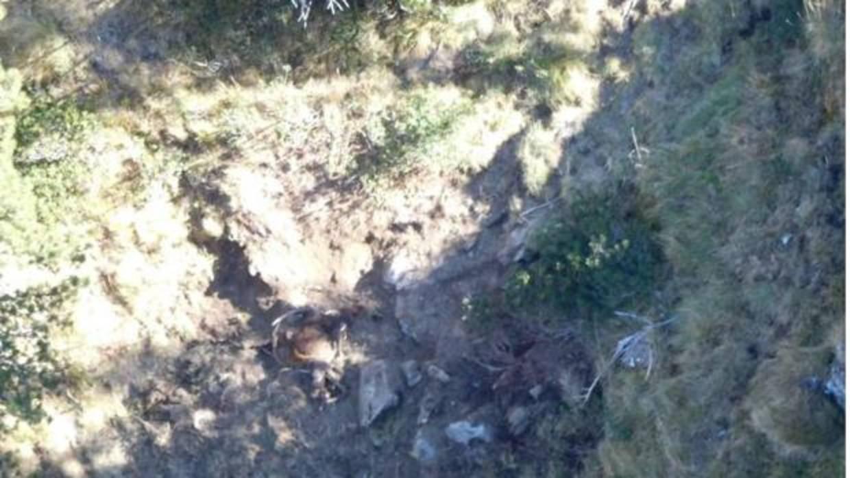 Los técnicos del programa PirosLife descubrieron algo enterrado cerca de la zona que ocupa el oso Goiat