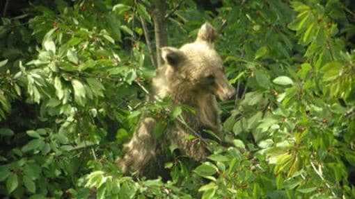 Life Oso Courel favorecerá el asentamiento del oso pardo en las sierras lucenses de Ancares y Courel