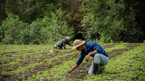 Come más verduras y legumbres