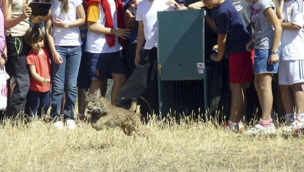 El Zoo de Córdoba contará con una pareja de linces ibéricos a partir de febrero