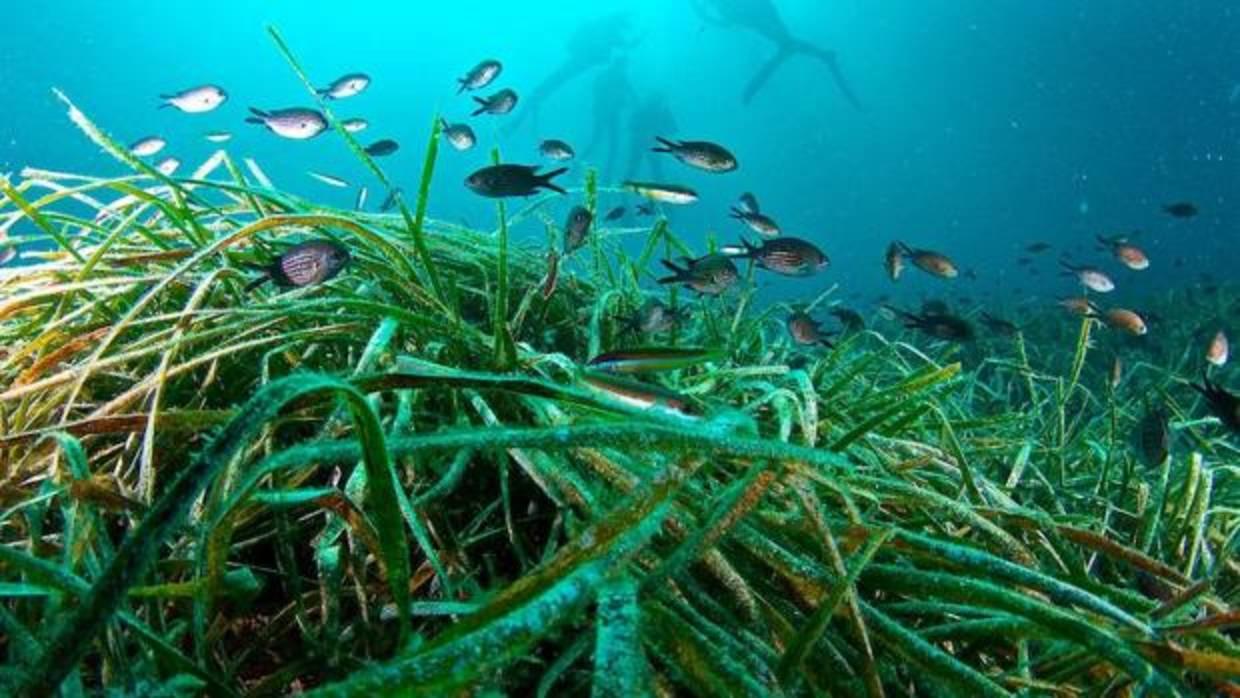 La Posidonia oceanica es capaz de modificar su comportamiento reproductivo ante olas de calor