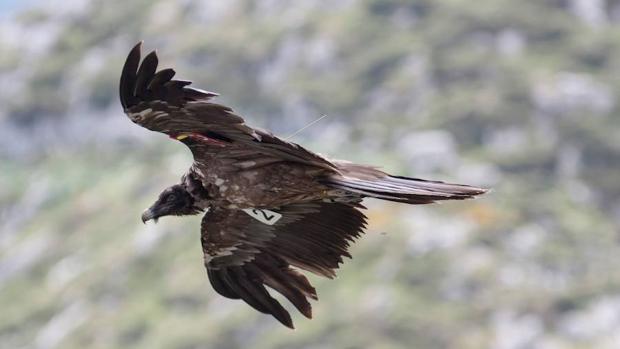 Así se reintroducen aves rapaces con éxito y poca inversión