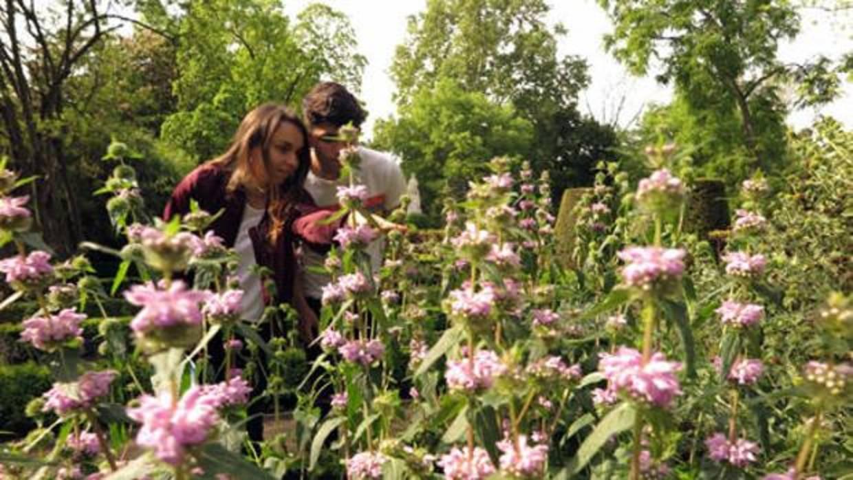 En la península Ibérica existen más de 800 especies de insectos polinizadores