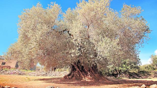 Identifican seis olivos más viejos que Matusalén