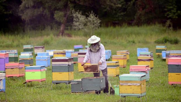 La abeja tendrá su Día Mundial y el camello, todo un Año