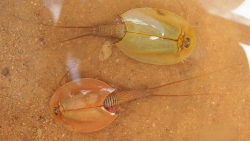 Triops emeritensis