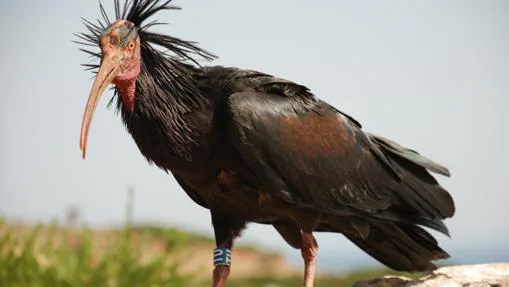 ibis irimita
