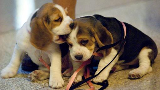 Pareja de cachorros