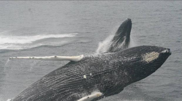 Vídeo: Una ballena protege a una buceadora de un tiburón