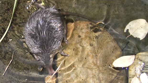 Vídeo: Un lustro cuidando del desmán ibérico, el mejor bioindicador del buen estado de los ríos