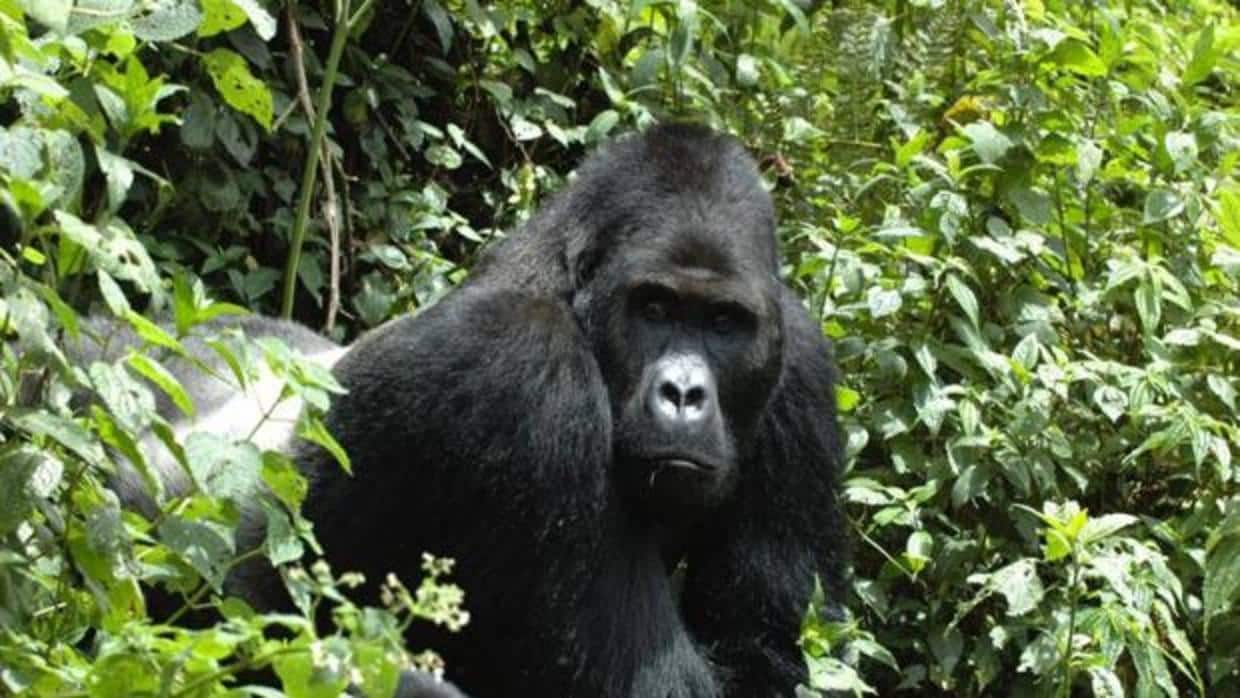 La población de gorila de montaña el Parque Nacional de los Volcanes (Ruanda) había disminuido en un 54% desde su creación en 1925