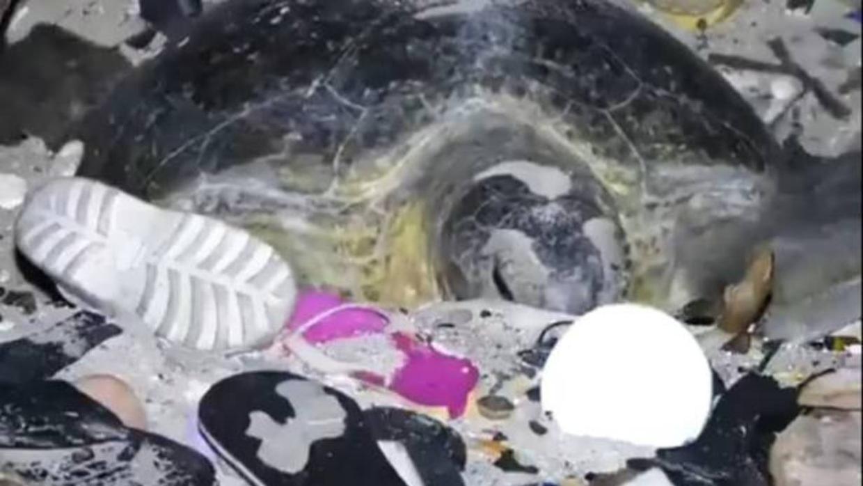Vídeo: La lucha de una tortuga contra el plástico