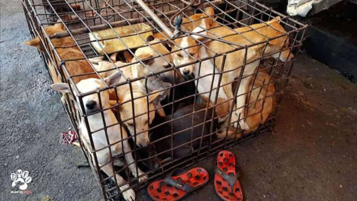 Piden a Indonesia que clausure los «macabros» mercados de animales vivos