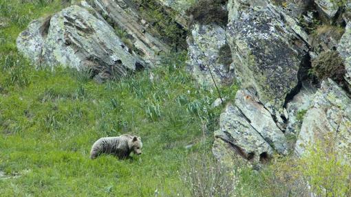 Oso pardo cantábrico