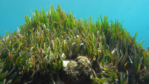 Posidonia oceanica